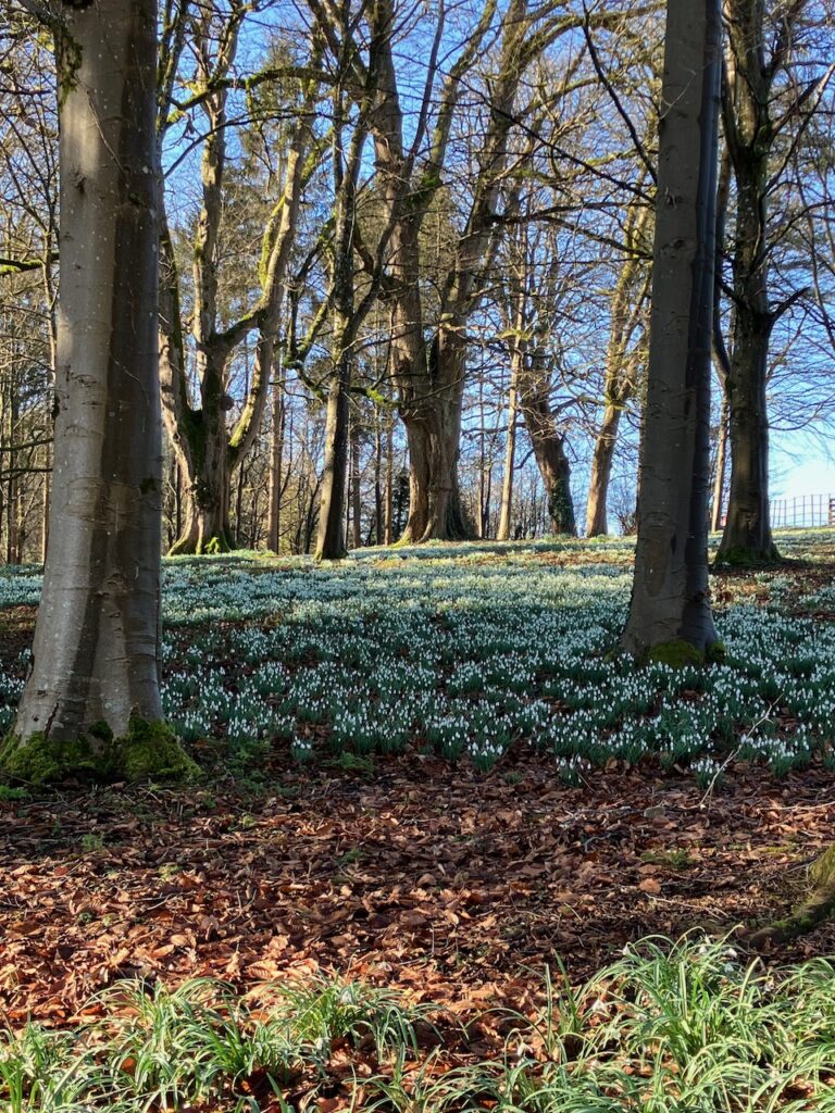 Snowdrops at Colesbourne