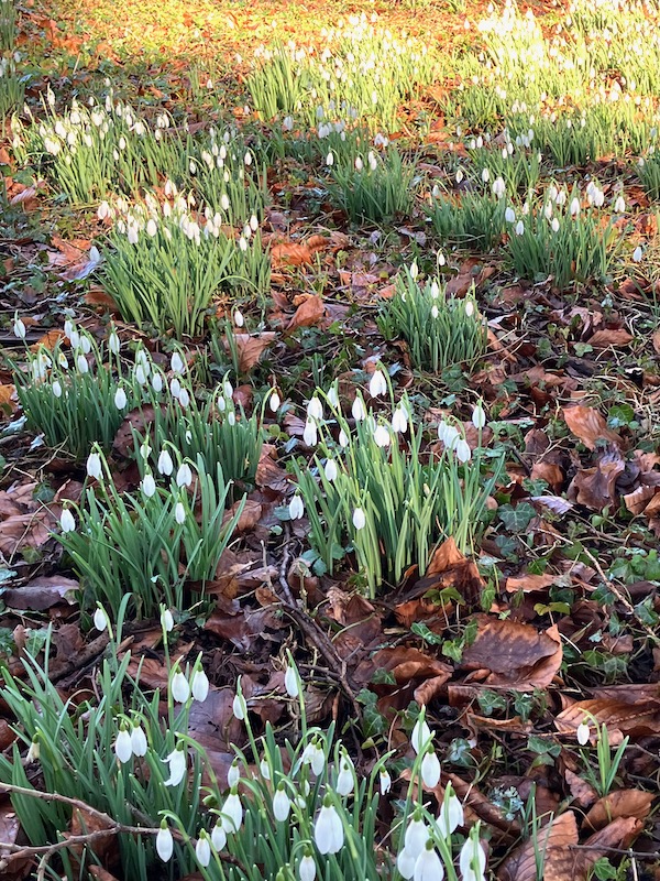 Clump of Snowdrops