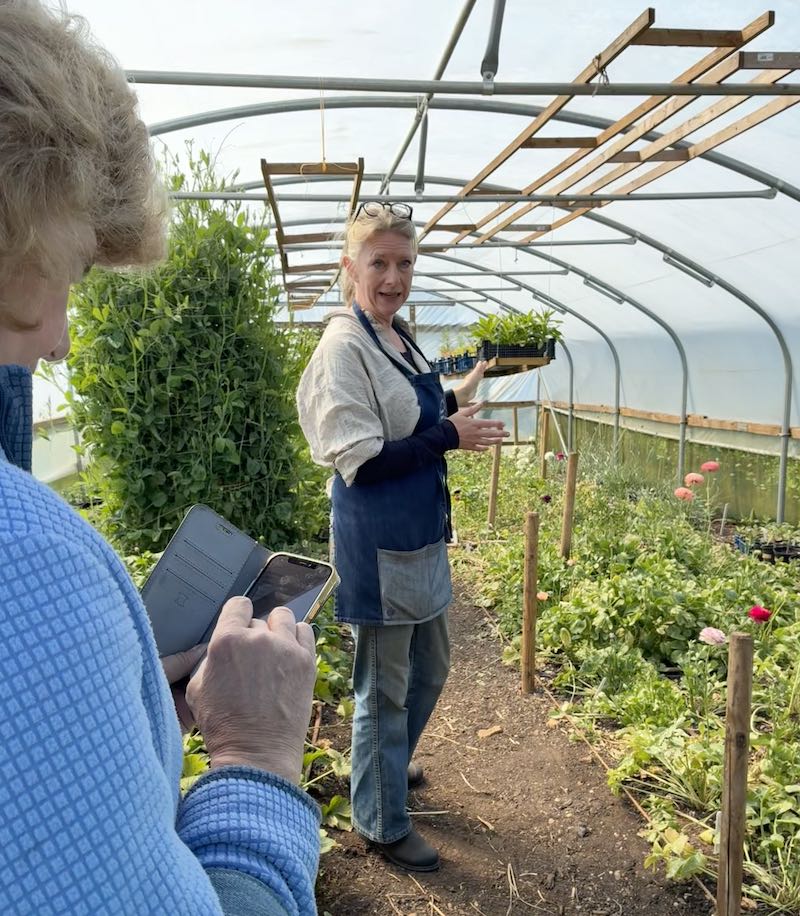 Inside the polytunnel at the Chippy Flower Farm