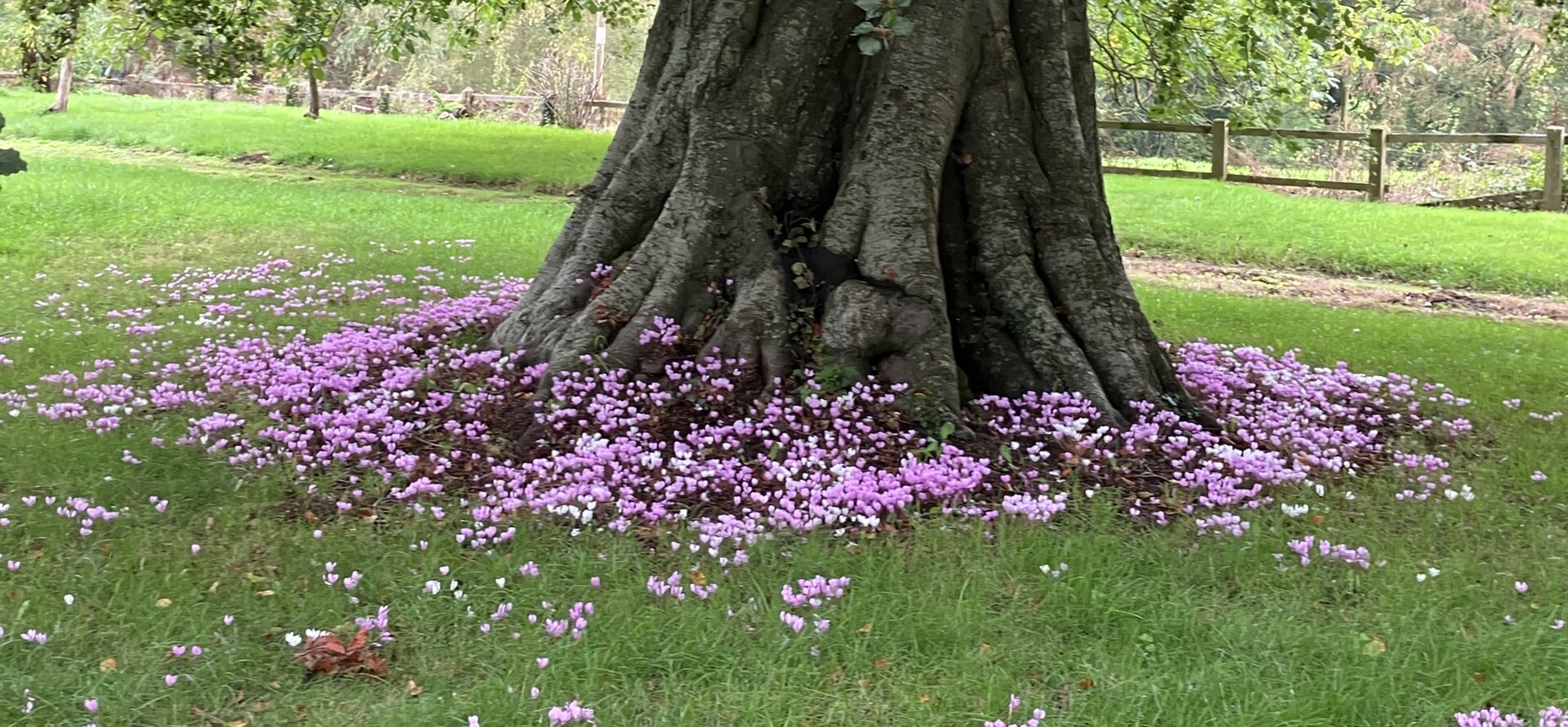 A lot of pink flowers at the base of a tree